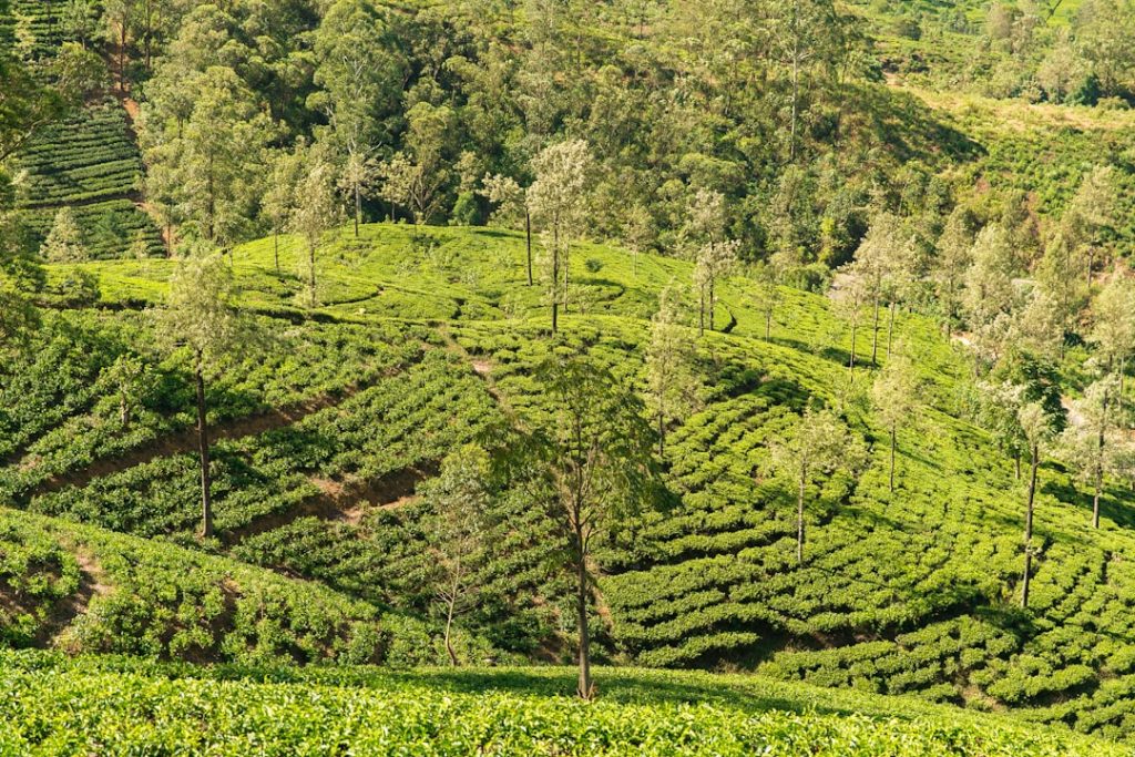 Photo Coffee plantation