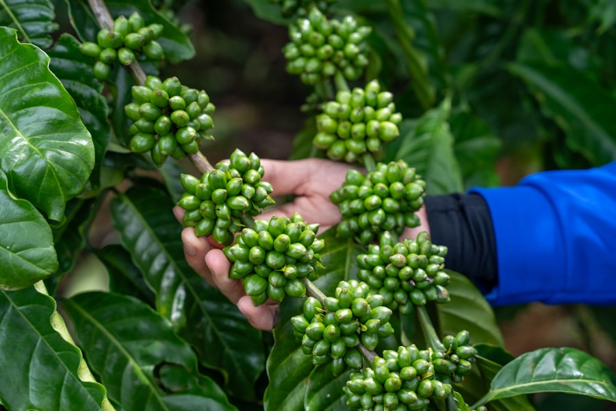 Climate Change, Coffee Farming