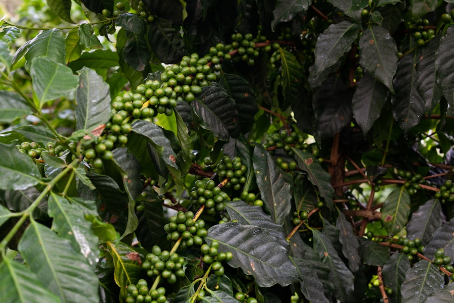 Photo Climate Change, Coffee Farming