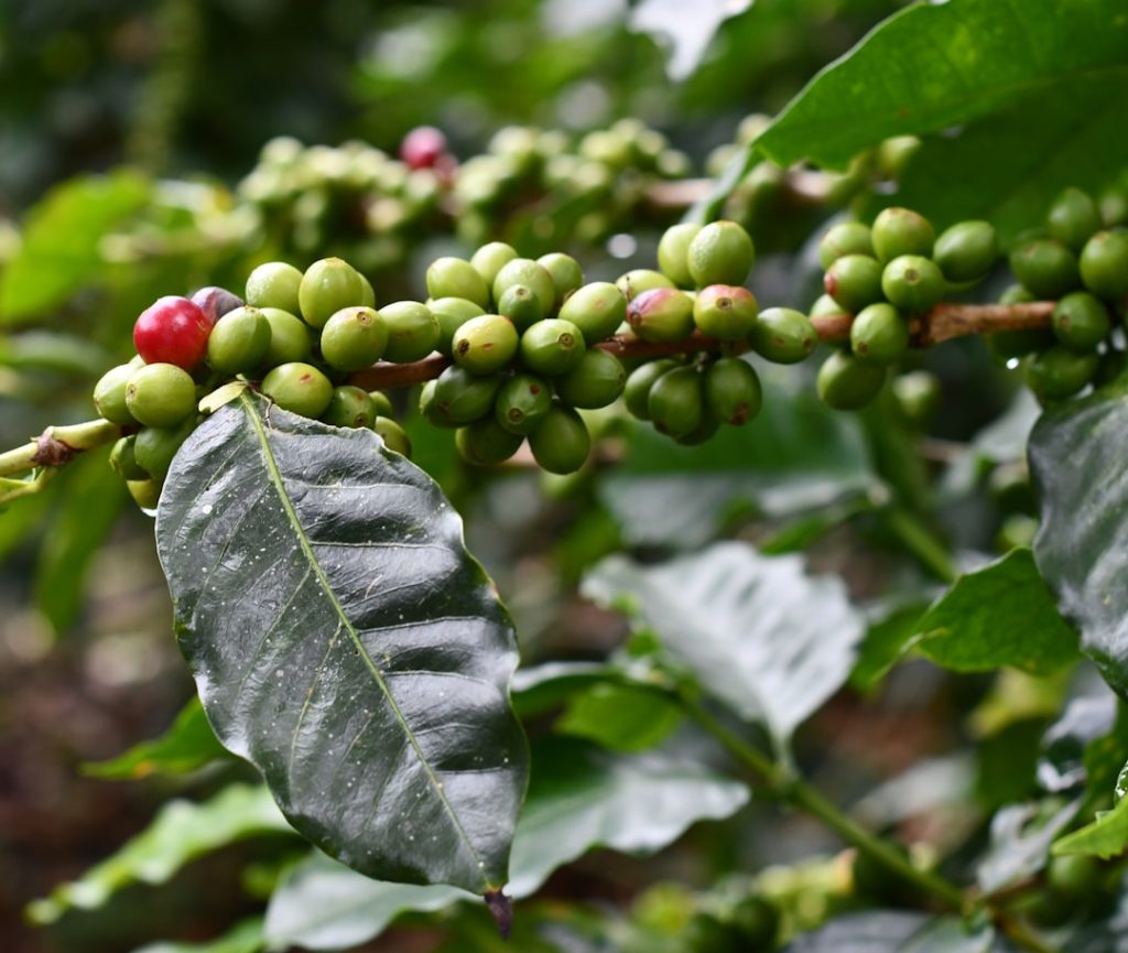 Photo Plant-Based Coffee Creations